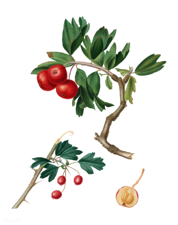 Red thorn-apple from Pomona Italiana illustra.. | Free stock vector - 488016 Red thorn-apple from Pomona Italiana illustra.. | Free stock vector - 488016