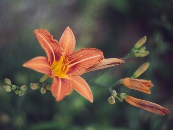 Red Tiger Lily Flower in Close-up Photography Red Tiger Lily Flower in Close-up Photography