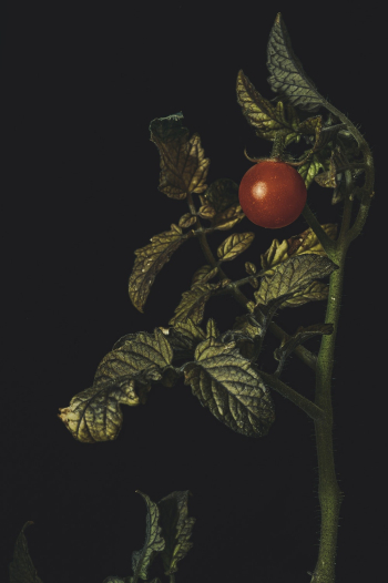 Red Tomato Red Tomato