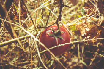 Red Tomato at Dried Plant Red Tomato at Dried Plant
