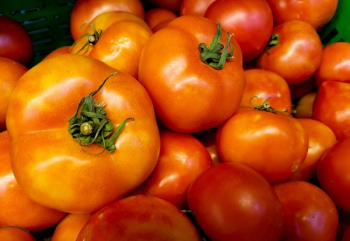 Red Tomatoes Red Tomatoes