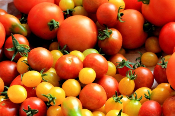 Red Tomatoes Red Tomatoes