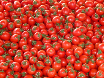 Red Tomatoes Red Tomatoes