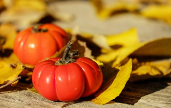 Red Tomatoes Red Tomatoes