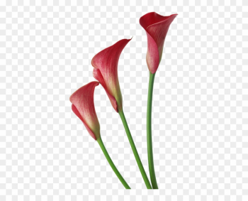 Red Transparent Calla Lilies Flowers Clipart - Calla Lily Flower Png Red Transparent Calla Lilies Flowers Clipart - Calla Lily Flower Png