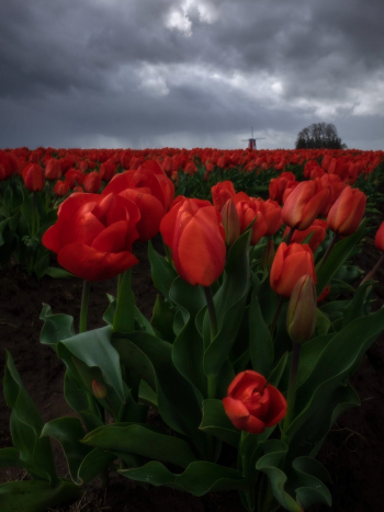 Red Tulip Flower Field Red Tulip Flower Field