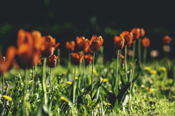 Red Tulip Flower Field Red Tulip Flower Field