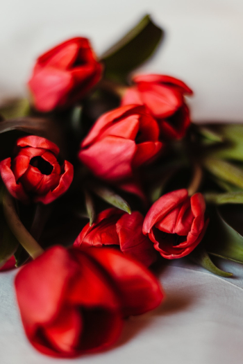 Red Tulip Flowers Red Tulip Flowers