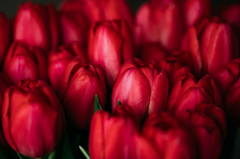 Red Tulips Red Tulips