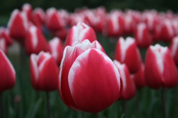 Red Tulips Red Tulips