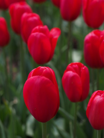 Red Tulips Red Tulips
