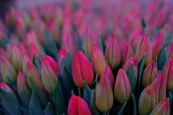 Red tulips Red tulips