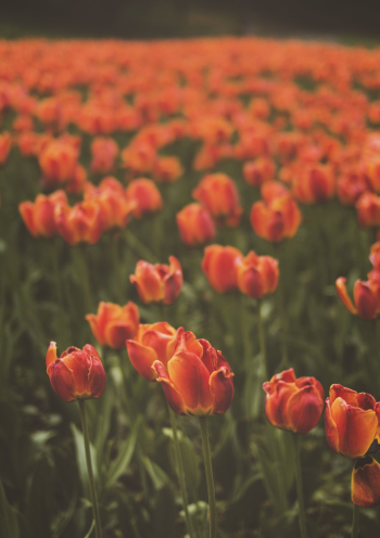 Red Tulips Field Red Tulips Field