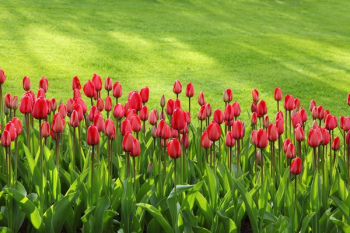 Red Tulips on Green Grass Field Red Tulips on Green Grass Field