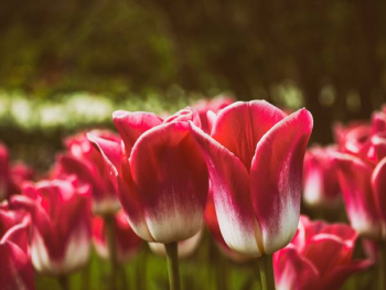 red tulips on macro shot red tulips on macro shot