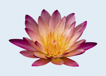 Red water lily, flower clipart | Free Photo - rawpixel Red water lily, flower clipart | Free Photo - rawpixel