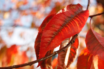 red withering leaves macro photography red withering leaves macro photography