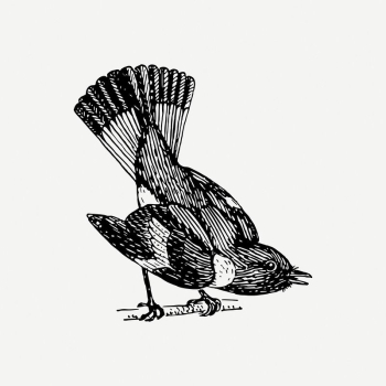 Redstart bird clipart, vintage animal | Free PSD Illustration - rawpixel Redstart bird clipart, vintage animal | Free PSD Illustration - rawpixel