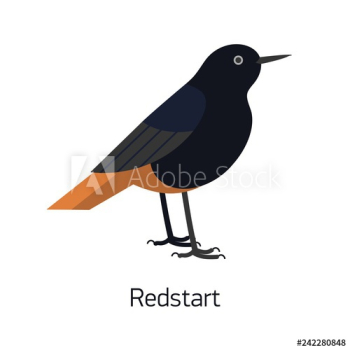 Redstart isolated on white background Redstart isolated on white background