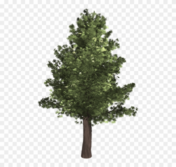 Redwood Tree Cliparts - Tree Front Png Redwood Tree Cliparts - Tree Front Png