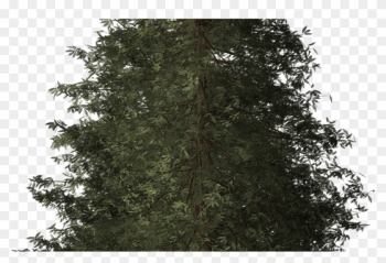 Redwood Tree Redwood Tree Nature Transparent Image - Cropped Tree