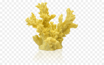 Reef aquarium Coral reef Animal - coral Reef aquarium Coral reef Animal - coral