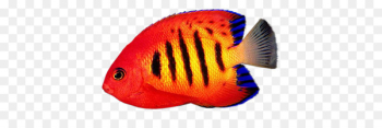 Reef aquarium Desktop Wallpaper Flame angelfish - fish Reef aquarium Desktop Wallpaper Flame angelfish - fish