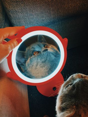 Reflection Photo of Cat Reflection Photo of Cat