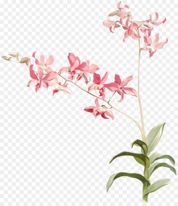 Reichenbachia: Orchids Illustrated and Described Dendrobium heterocarpum Australian Orchids Botany - pink orchid bees 