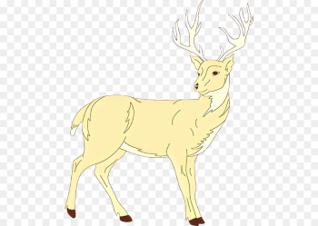 Reindeer Reindeer
