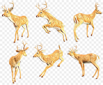 Reindeer Reindeer