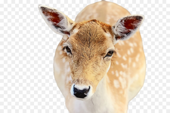 Reindeer Reindeer