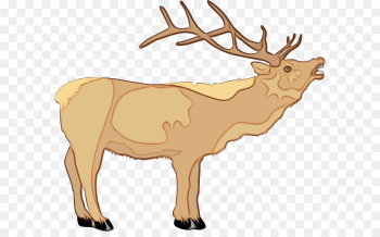Reindeer Reindeer