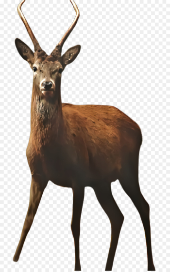 Reindeer Reindeer