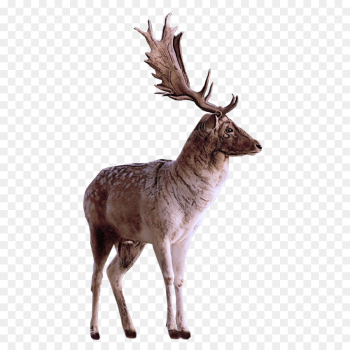 Reindeer Reindeer
