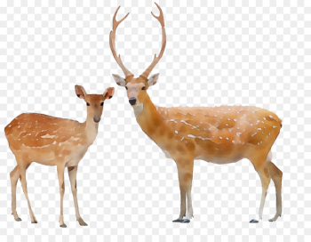 Reindeer Reindeer