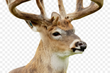 Reindeer Reindeer