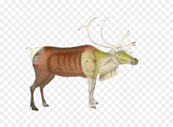 Reindeer, Cattle, Elk, Wildlife PNG Reindeer, Cattle, Elk, Wildlife PNG