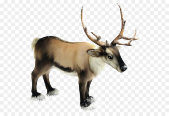 Reindeer Clip art - Reindeer PNG Clipart Reindeer Clip art - Reindeer PNG Clipart