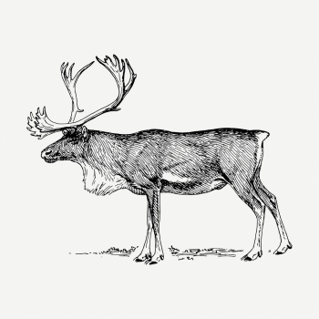 Reindeer drawing, vintage wildlife illustration | Free PSD - rawpixel Reindeer drawing, vintage wildlife illustration | Free PSD - rawpixel