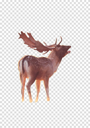 Reindeer Elk, deer transparent background PNG clipart Reindeer Elk, deer transparent background PNG clipart