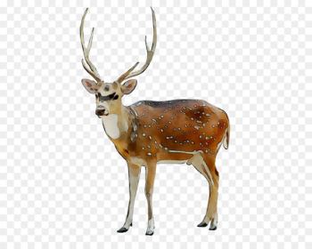 Reindeer Elk White-tailed deer Antler - Reindeer Elk White-tailed deer Antler -