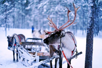 reindeer pulling sled reindeer pulling sled