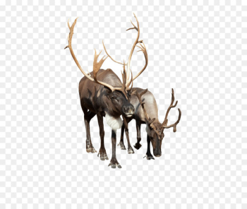 Reindeer Stock photography Camel - Reindeer Pictures Reindeer Stock photography Camel - Reindeer Pictures