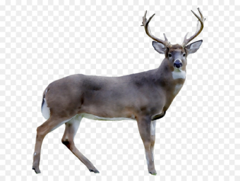 Reindeer White-tailed deer Royalty-free Stock photography - Reindeer White-tailed deer Royalty-free Stock photography -