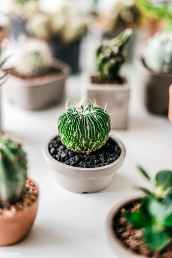 Relax beginning botany | Free stock photo - 68062