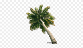 Remember The Coconut Tree,refreshing - Single Coconut Tree With Coconut Png Remember The Coconut Tree,refreshing - Single Coconut Tree With Coconut Png
