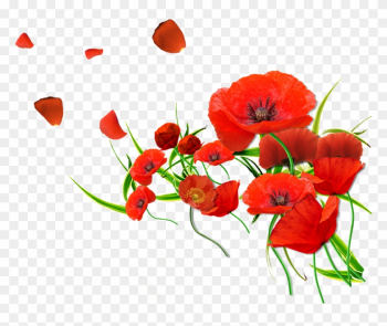 Remembrance Poppy Flower Common Poppy - Watercolor Flowers Red Png