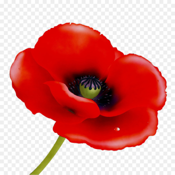 Remembrance poppy Vector graphics Stock photography Image -  