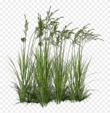 Render Nature - Renders Herbe - Wetland Plants Png